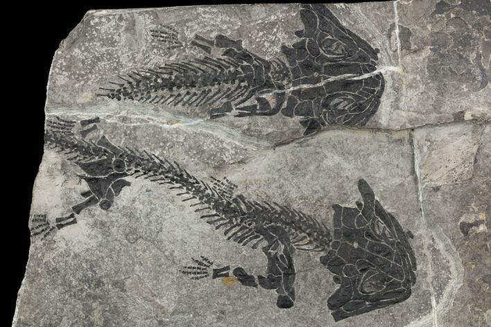 Two Early Permian Reptiliomorphs (Letoverpeton) - Czech Republic #106351